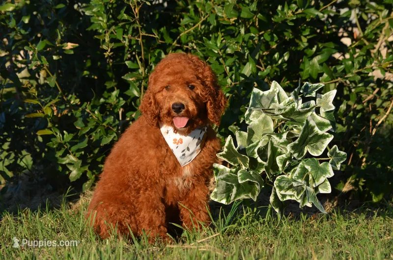 Gardon  – Cockapoo puppy for sale in Scurry, TX