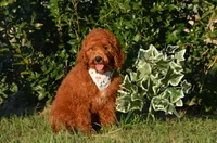 Gardon , a male Cockapoo for sale in Scurry, TX – 1 of 4