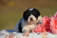 Helen, a female Bernedoodle and Miniature Bernedoodle for sale in Scurry, TX – Photo 4 of 6