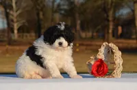 Helen, a female Bernedoodle and Miniature Bernedoodle for sale in Scurry, TX – Photo 2 of 6