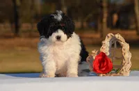 Helen, a female Bernedoodle and Miniature Bernedoodle for sale in Scurry, TX – Photo 1 of 6