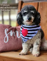 Helen, a female Bernedoodle and Miniature Bernedoodle for sale in Scurry, TX – Photo 6 of 6