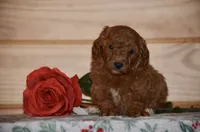 Sky, a female Poodle - Miniature  for sale in Scurry, TX – 2 of 4