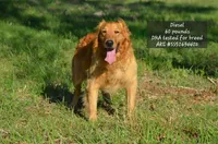 Cindy , a female Golden Retriever for sale in Scurry, TX – 4 of 4