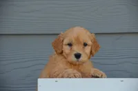 Diesel , a male Miniature Goldendoodle for sale in Scurry, TX – 2 of 4