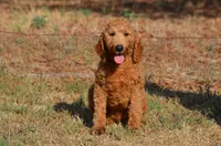 Alan , a male Miniature Goldendoodle for sale in Scurry, TX – 3 of 7