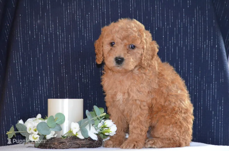 Winsten  – Miniature Goldendoodle puppy for sale in Scurry, TX