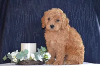 Winsten , a male Miniature Goldendoodle for sale in Scurry, TX – 1 of 4