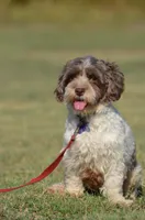 Dax, a male Havanese for sale in Scurry, TX – Photo 3 of 4