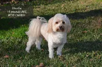 Dax, a male Havanese for sale in Scurry, TX – Photo 4 of 4