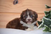 Dax, a male Havanese for sale in Scurry, TX – Photo 2 of 4