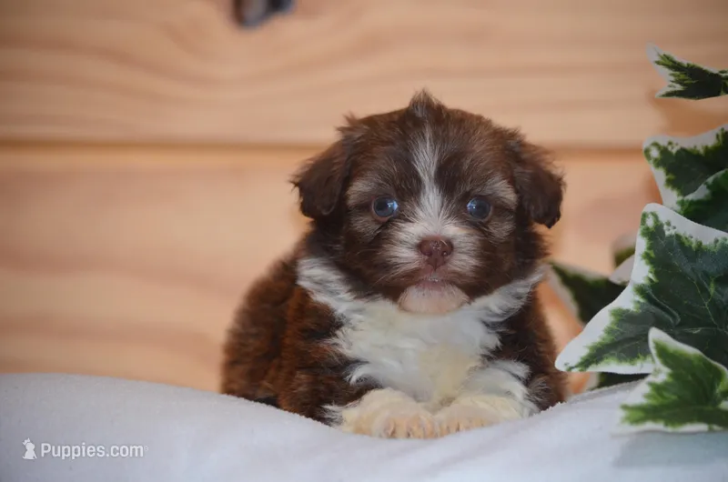 Dax – Havanese puppy for sale in Scurry, TX