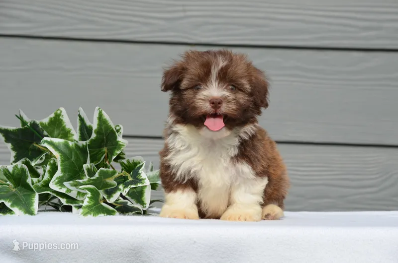 Dax – Havanese puppy on hold in Scurry, TX