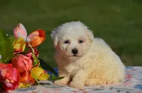 Missy, a female Bichon Frise for sale in Scurry, TX – 1 of 4