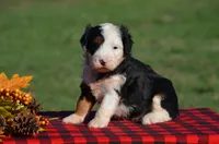 Willow, a female Aussiedoodle and Bernedoodle for sale in Scurry, TX – 3 of 5