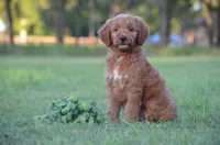 Lexo , a male Goldendoodle for sale in Scurry, TX – 2 of 6