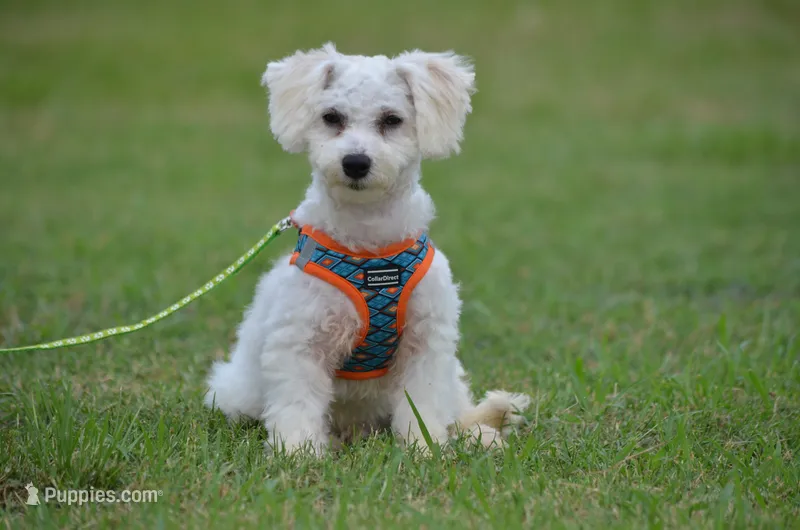 Masko  – Bichon Frise puppy for sale in Scurry, TX