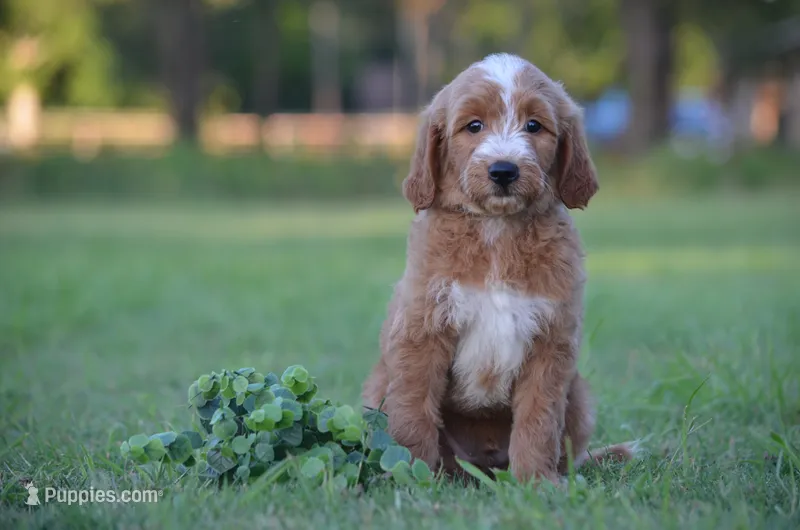 Lio – Goldendoodle puppy for sale in Scurry, TX