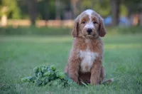 Lio, a male Goldendoodle for sale in Scurry, TX – 1 of 6