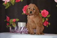 Wendy , a female Miniature Goldendoodle for sale in Scurry, TX – 2 of 4