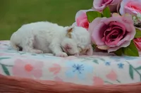 Bessi, a female Poodle - Miniature  for sale in Scurry, TX – Photo 2 of 4