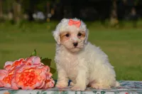 Bessi, a female Poodle - Miniature  for sale in Scurry, TX – 2 of 8