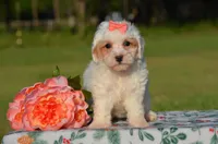 Bessi, a female Poodle - Miniature  for sale in Scurry, TX – 1 of 8