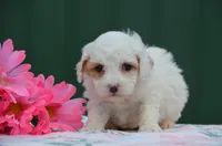Bessi, a female Poodle - Miniature  for sale in Scurry, TX – 4 of 8