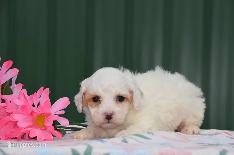 Bessi – Poodle - Miniature  puppy for sale in Scurry, TX