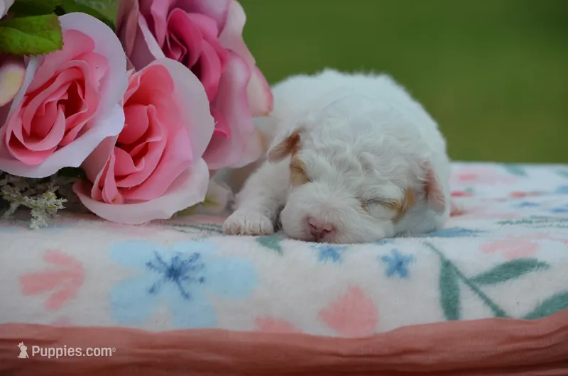 Bessi – Poodle - Miniature  puppy for sale in Scurry, TX