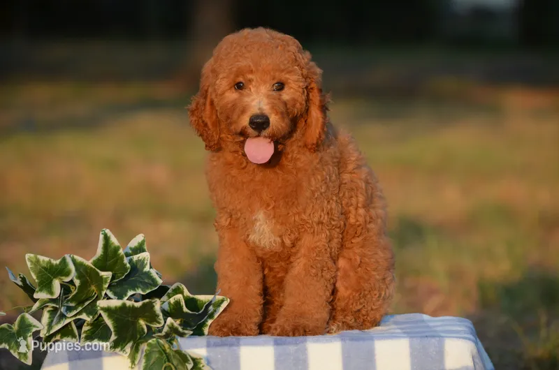 Ace  – Miniature Goldendoodle puppy for sale in Scurry, TX