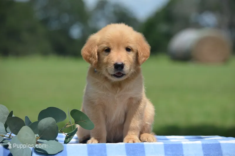 Rex – Golden Retriever puppy for sale in Scurry, TX