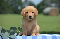 Rex, a male Golden Retriever for sale in Scurry, TX – 1 of 2