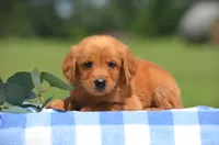 Renzo , a male Golden Retriever for sale in Scurry, TX – 2 of 2