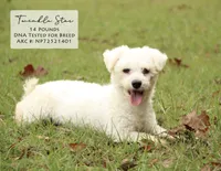 Trixy, a female Bichon Frise for sale in Scurry, TX – 3 of 4