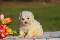 Marissa, a female Bichon Frise for sale in Scurry, TX – 2 of 4