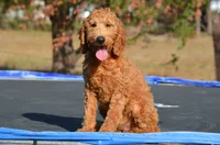 Alan , a male Miniature Goldendoodle for sale in Scurry, TX – 2 of 7