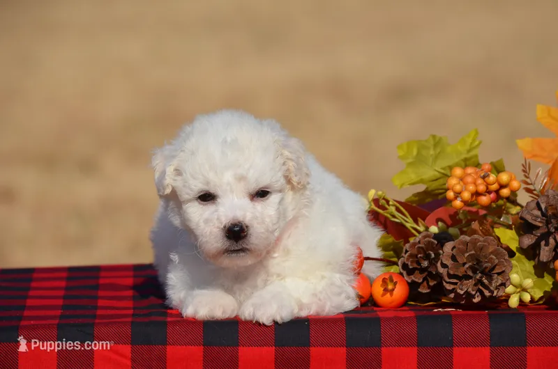 Thelma  – Bichon Frise puppy for sale in Scurry, TX