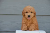 Dax, a male Miniature Goldendoodle for sale in Scurry, TX – 2 of 4