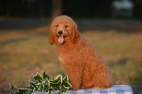 Arto, a male Miniature Goldendoodle for sale in Scurry, TX – 2 of 4