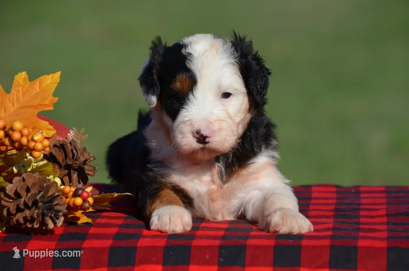 Willow – Aussiedoodle, Bernedoodle puppy for sale in Scurry, TX