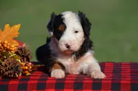 Willow, a female Aussiedoodle and Bernedoodle for sale in Scurry, TX – 1 of 5
