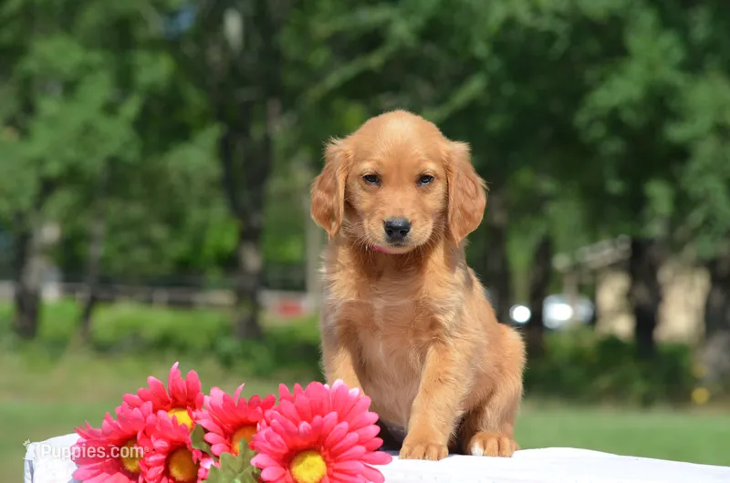 Sky – Golden Retriever puppy for sale in Scurry, TX