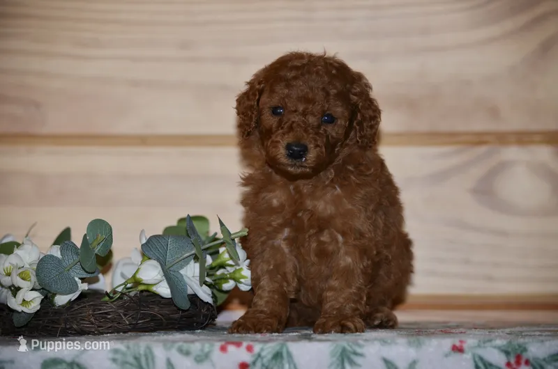 Sardo  – Poodle - Miniature  puppy for sale in Scurry, TX