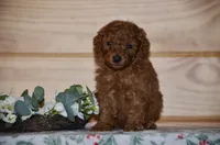 Sardo , a male Poodle - Miniature  for sale in Scurry, TX – 1 of 4
