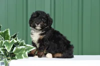 Frisko , a male Miniature Bernedoodle for sale in Scurry, TX – 2 of 4