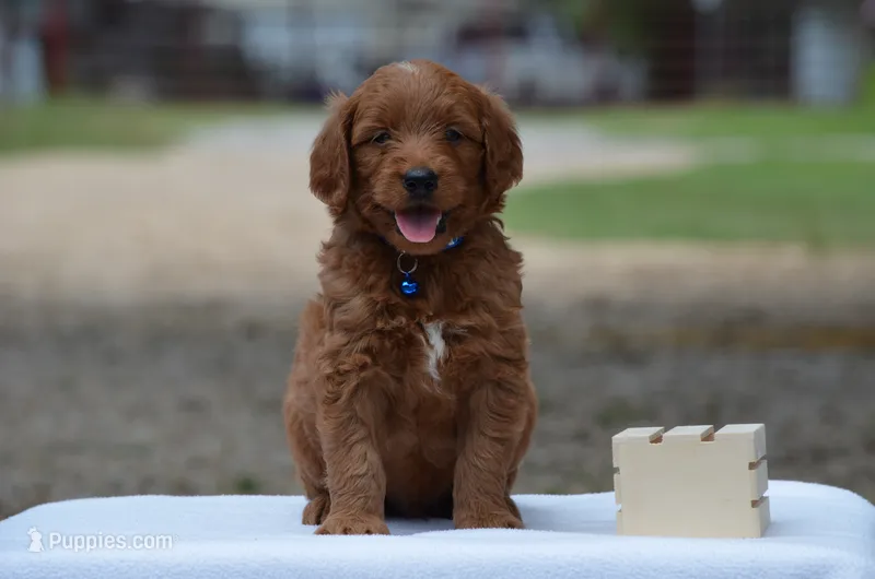 Lasso – Goldendoodle puppy for sale in Scurry, TX