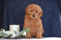 Wilson , a male Miniature Goldendoodle for sale in Scurry, TX – 1 of 4