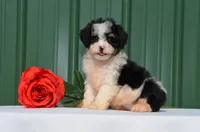 Felicity , a female Miniature Bernedoodle for sale in Scurry, TX – 2 of 4