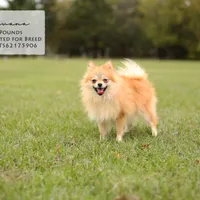 Shep, a male Pomeranian for sale in Scurry, TX – Photo 7 of 8